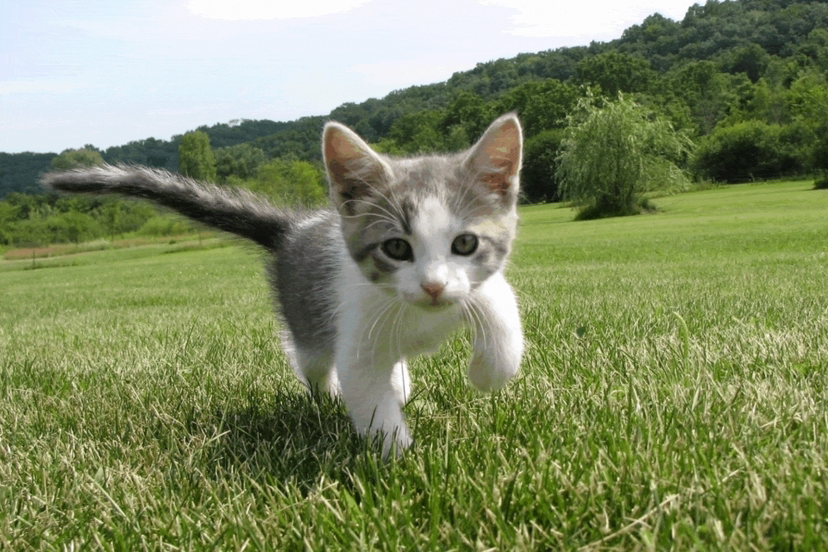 陪玩妹子醒猫kk的照片1