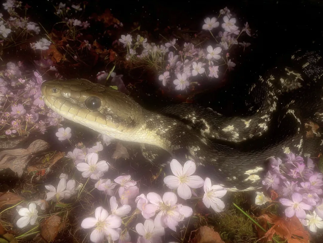 陪玩妹子兔子不吃香菜的照片1