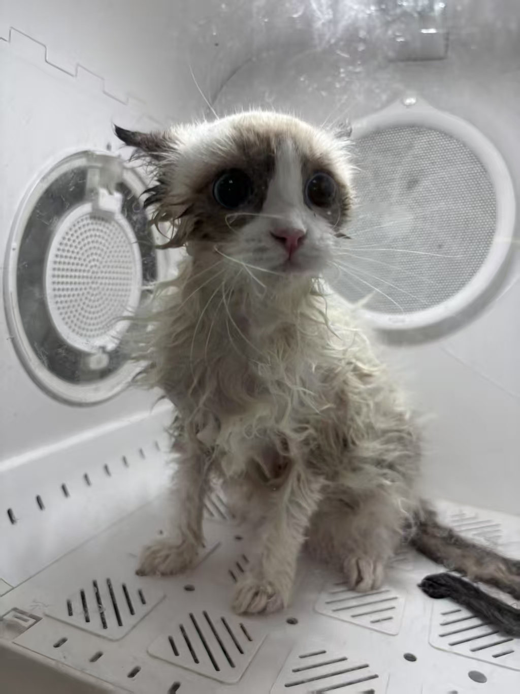 陪玩妹子一碗小米粥的照片5