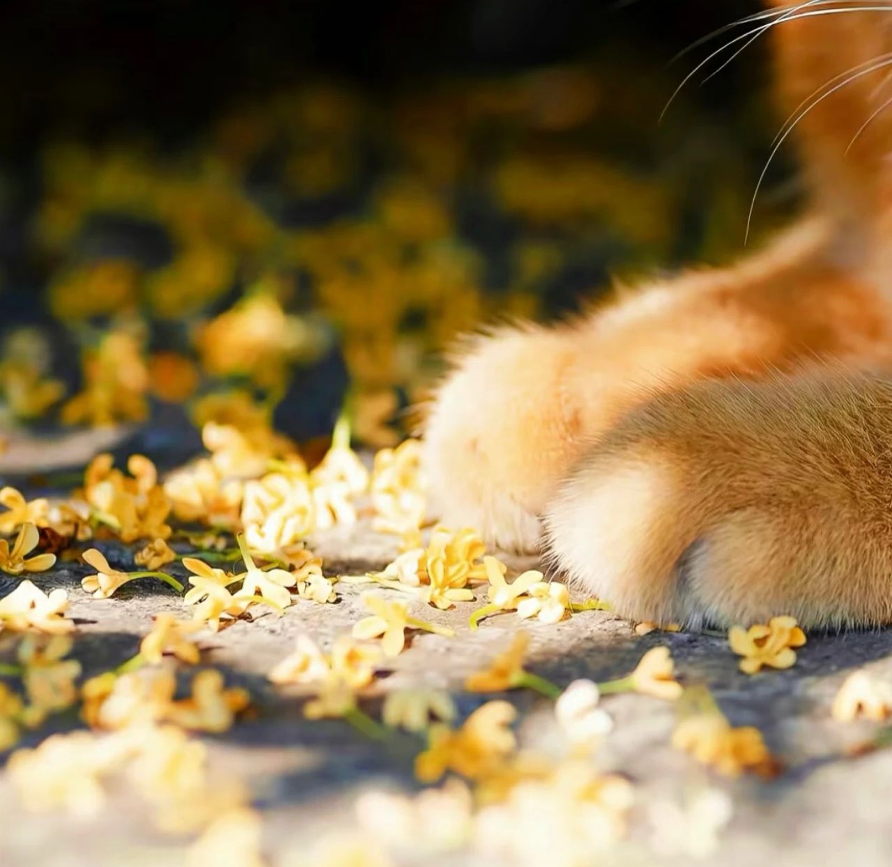 陪玩妹子蛋黄酱的照片1