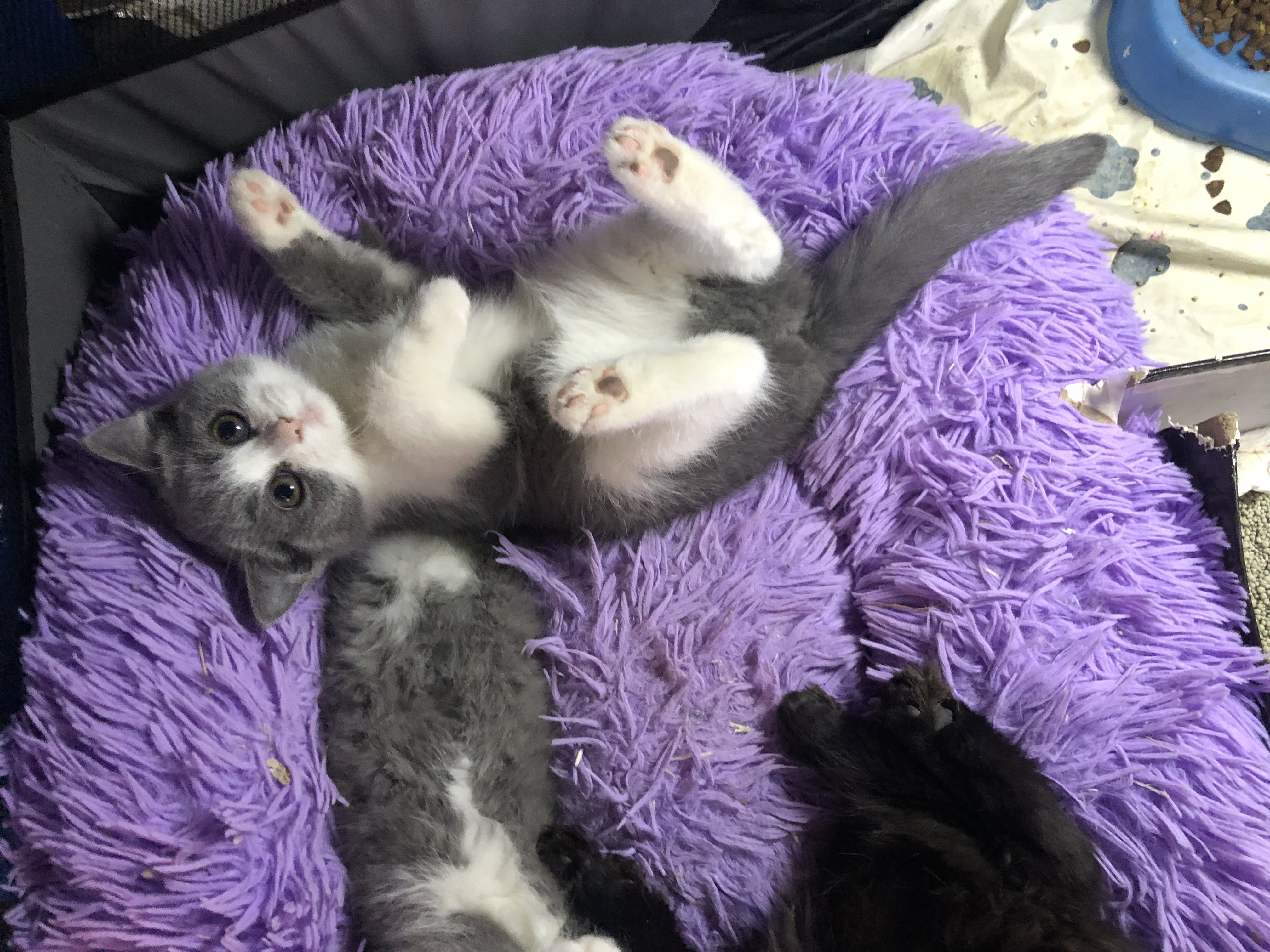 陪玩妹子蛋小蛋ovo的照片2