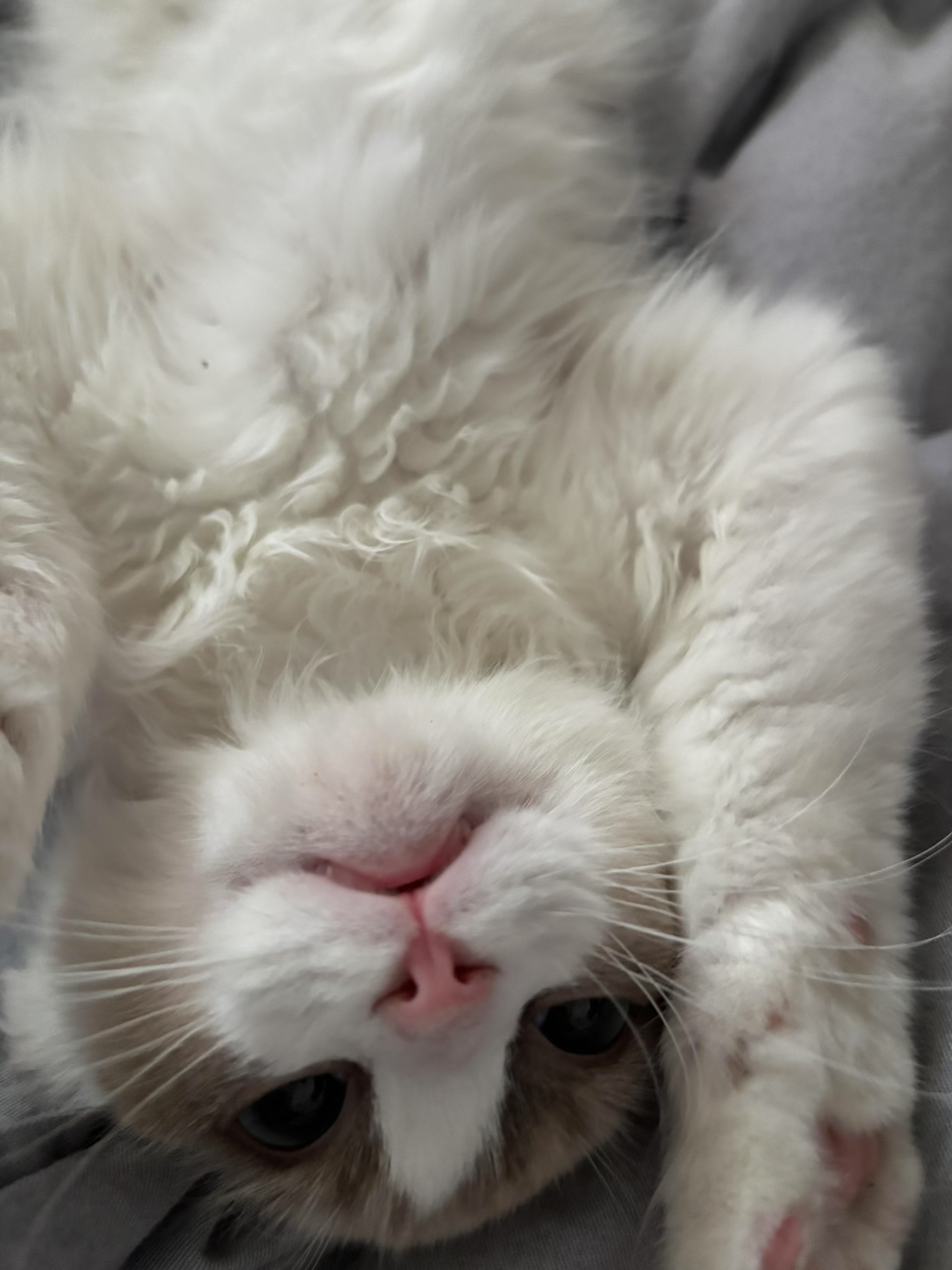 陪玩妹子蛋小蛋ovo的照片1