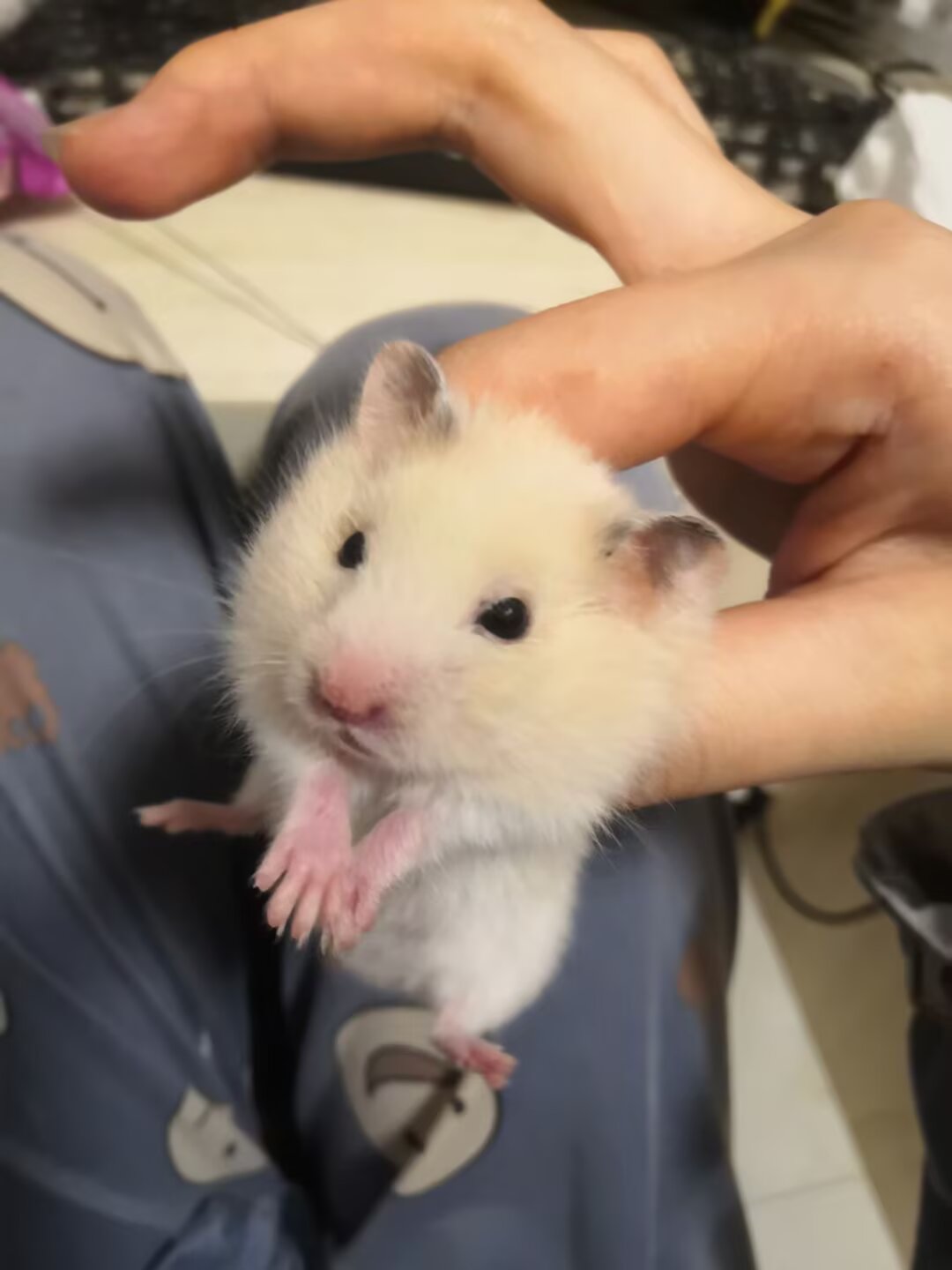 陪玩妹子晓晓主人的照片2