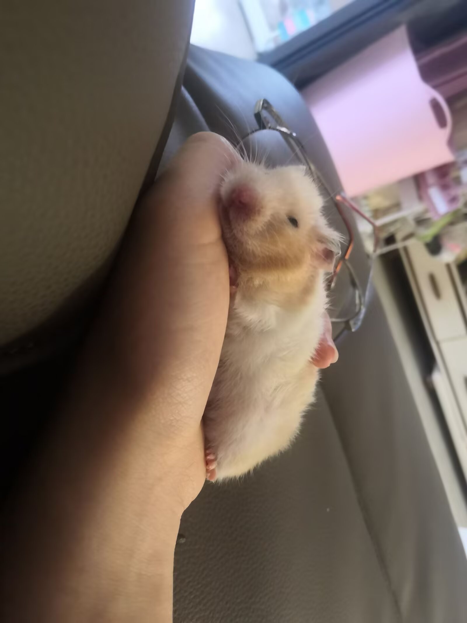 陪玩妹子晓晓主人的照片1